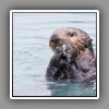 Sea Otter, eating